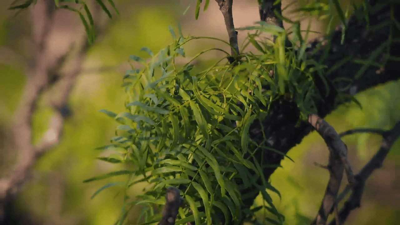 opplanet ravin r470 overview advanced tech compact design elite performance video