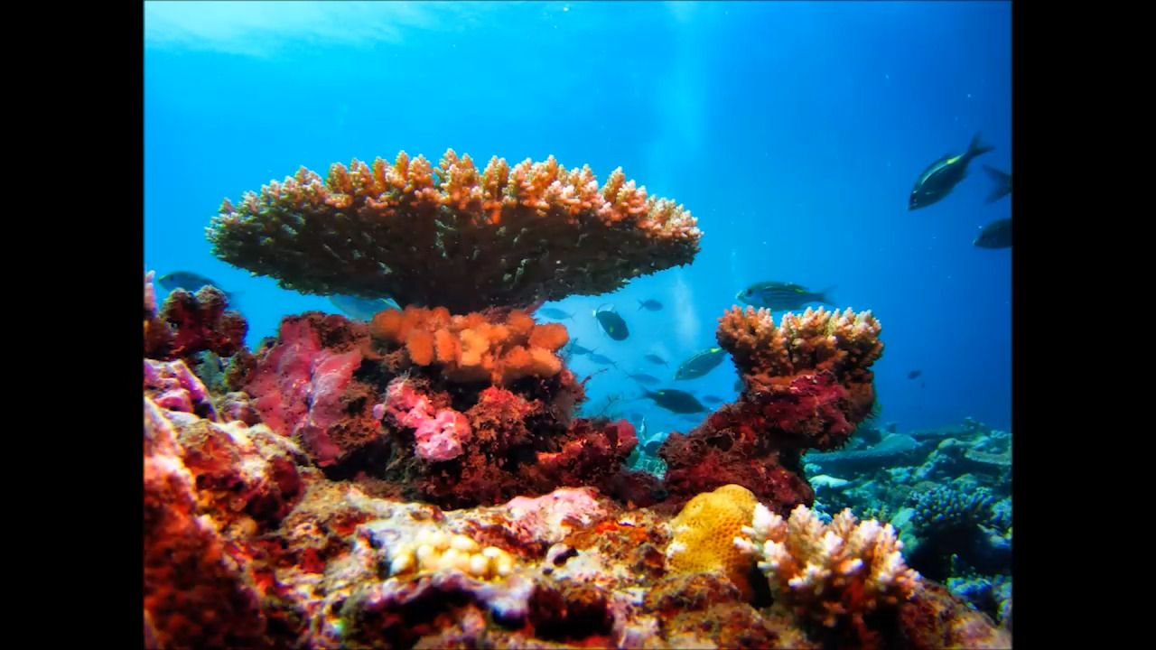 opplanet sealife micro 2 0 mix 1 video