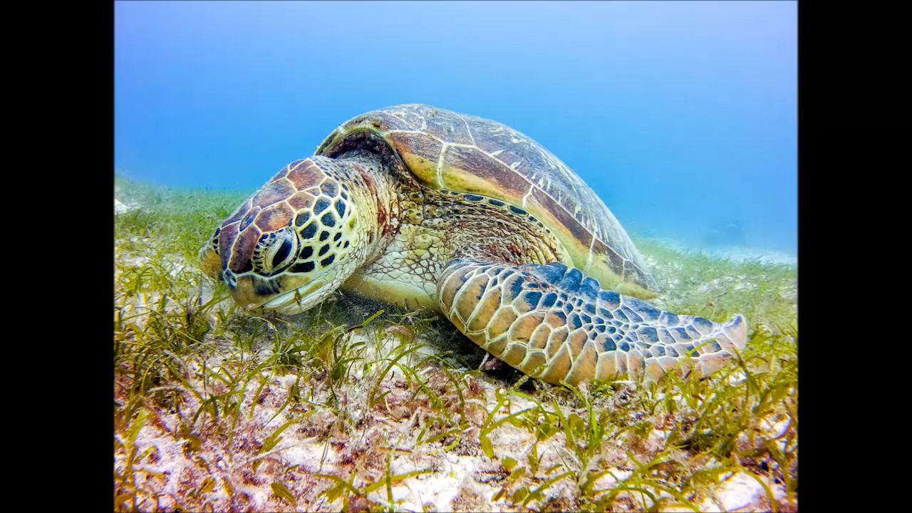 opplanet sealife micro 2 0 mix 2 video