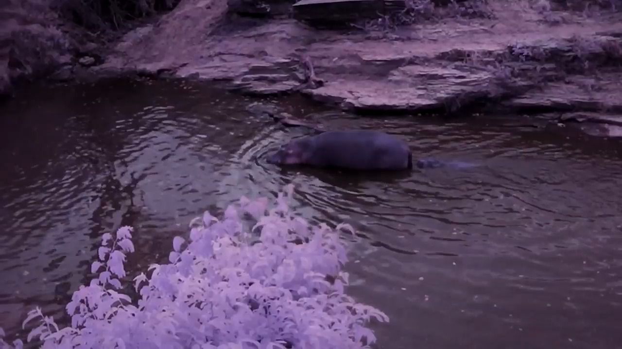 opplanet sionyx aurora africa at night video