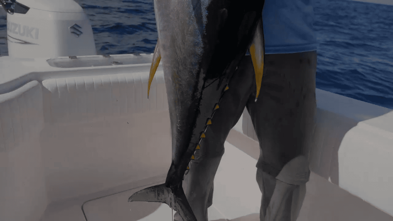 opplanet yo zuri mag dive new size true big fish bait video