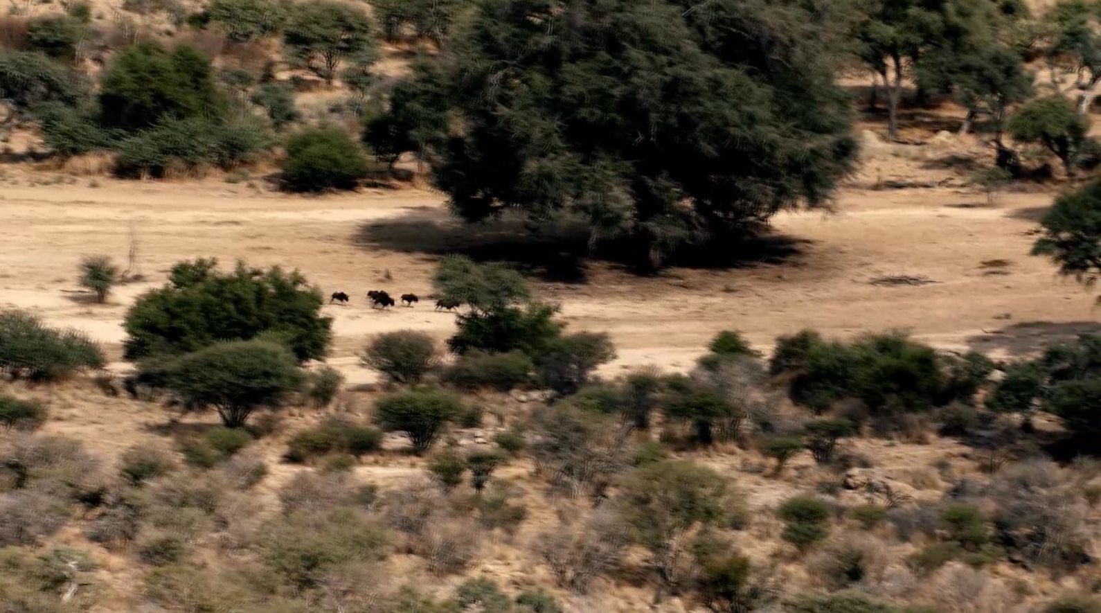 opplanet zeiss victory ht rifle scope video african hunt scene flv