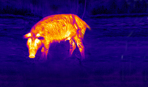Picture of a Boar Through a Thermal Sight